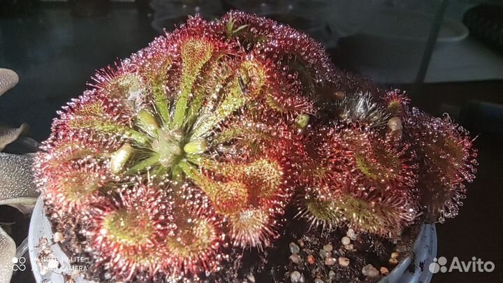 Экзотические растения: семена, детки и взрослые