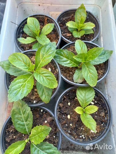 Гортензия сбежавшая невеста