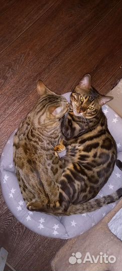 Бенгальские котята
