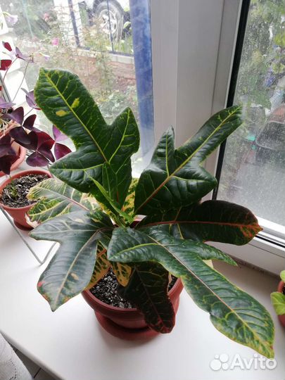 Кодиеум кротон