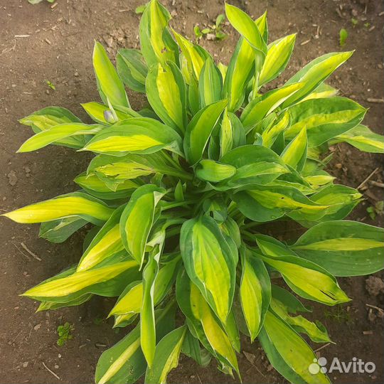 Хоста растение