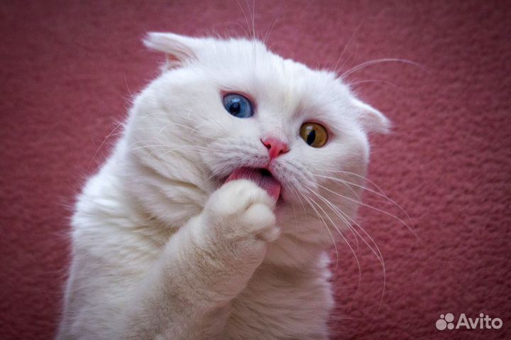 Снежинка - особенная кошка, разноглазая красавица