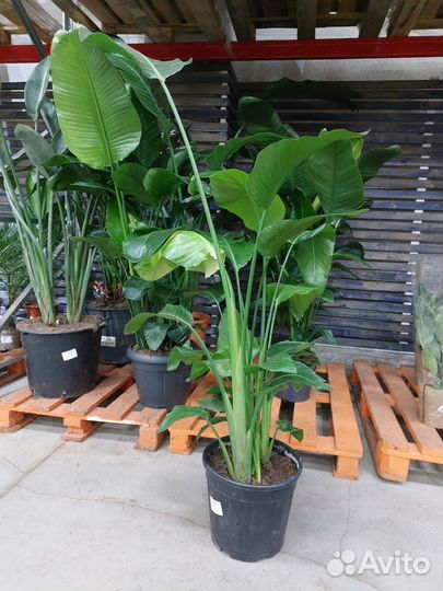 Стрелиция / растения для офиса