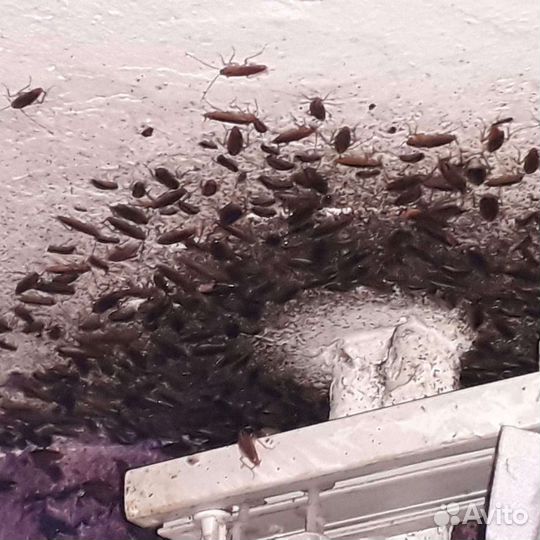 Уничтожение всех видов насекомых