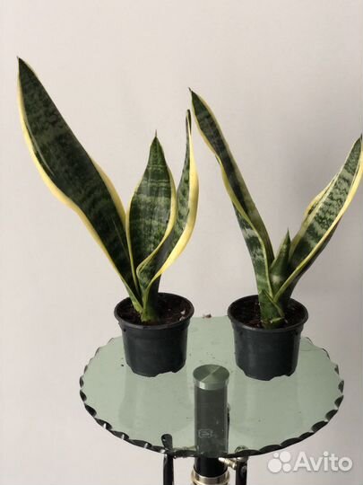 Сансивиерия