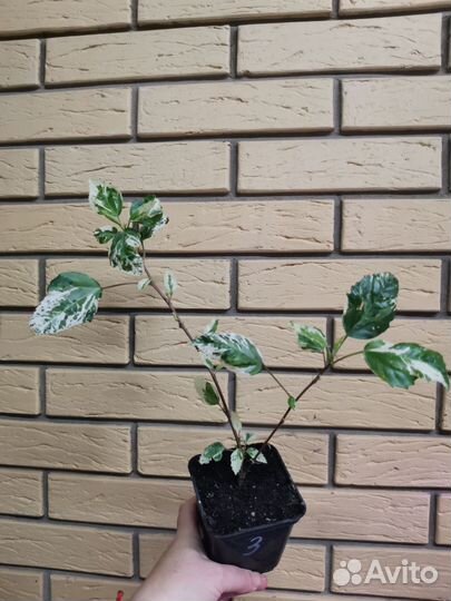 Гибискус снежная королева