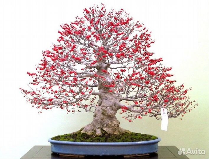 Падуб, разные виды, семена