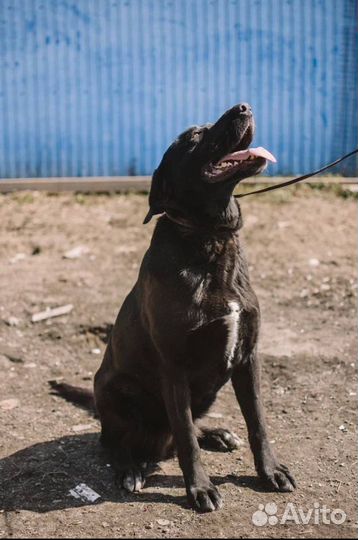 Собака метис лабрадора