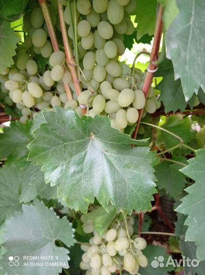 Виноград свежий