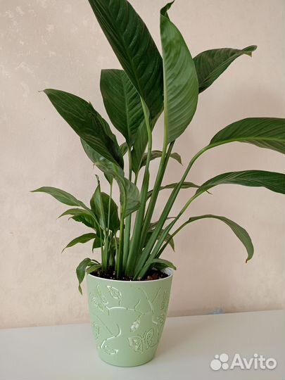 Спатифиллум