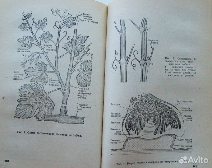 Темный М.М. Виноградник на садовом участке