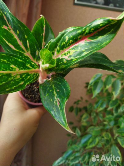 Аглаонема Баттерфляй