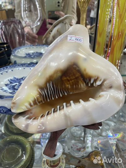 Раковина морская