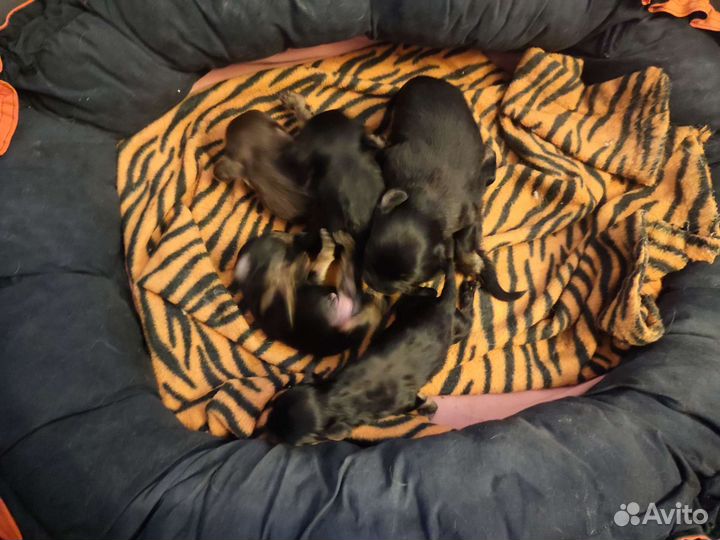 Девочка той