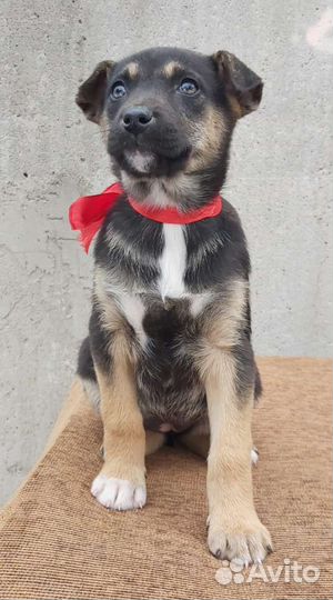 Щенок в добрые руки