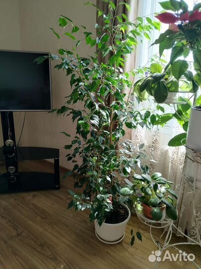 Фикус бенджамина