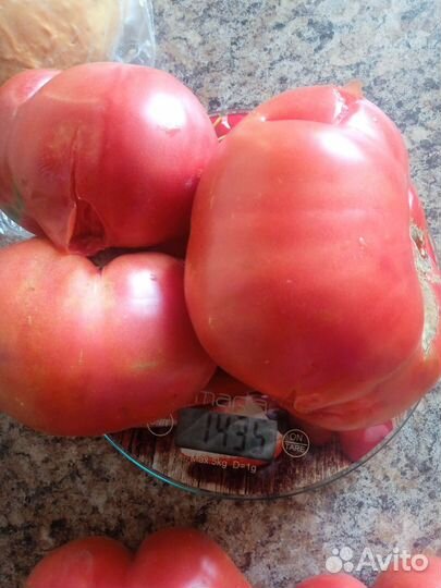 Семена урожайных и редких сортов Помидор