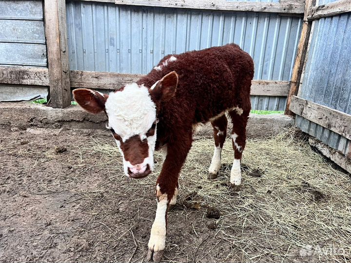 Корова дойная с теленком