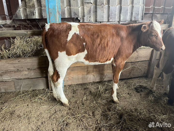 Телята телочки породы симментал