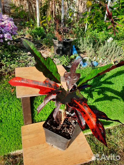 Комнатные цветы Кротон