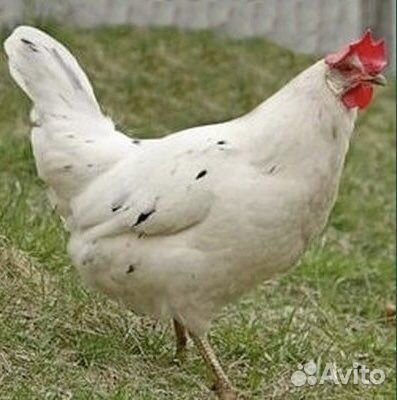 Куры несушки молодки Коралл Ник