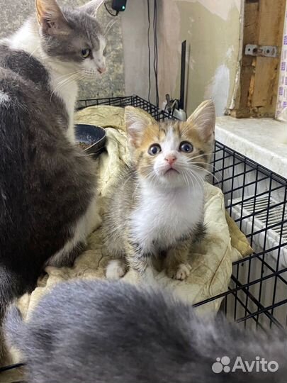 Котята в добрые руки даром