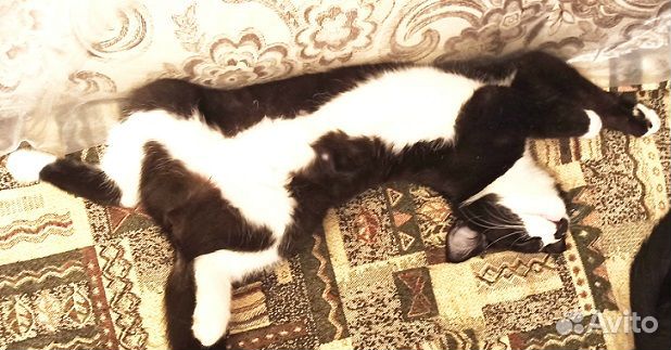 Пусенька, около двух лет, в добрые ручки