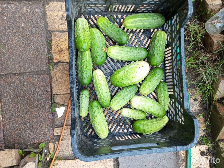Огурцы свежие, грунтовые, кабачки