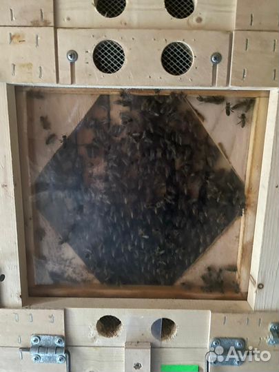 Пчелопакеты