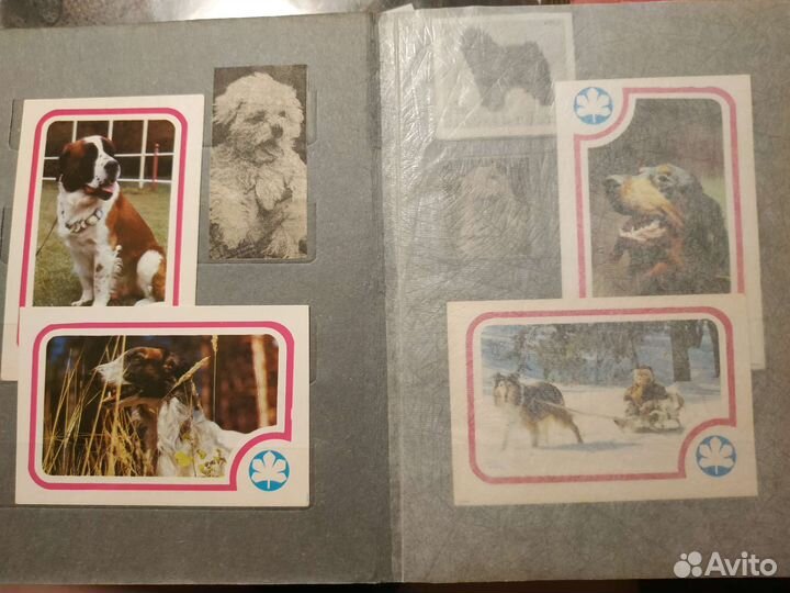 Календарики этикетки СССР собаки голуби растения