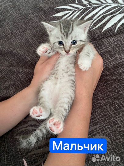 Котята мейн-кун