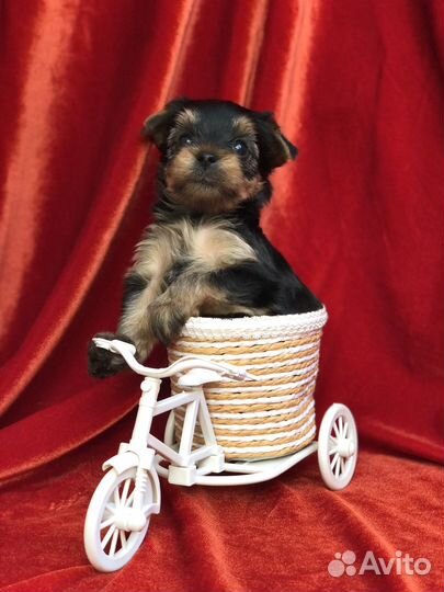 Мальчики йорки