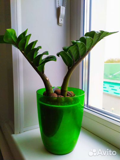 Замиокулькас Зензи фикус Бенджамин