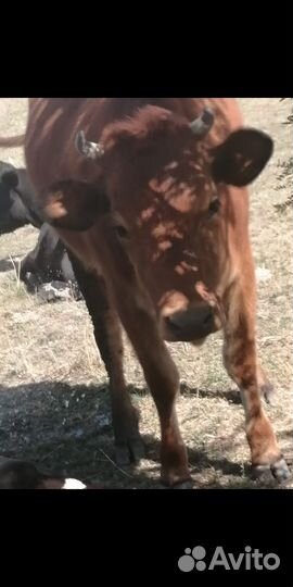 Первотёлка