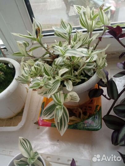 Традесканция