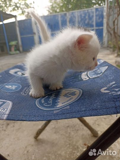 Кошечки
