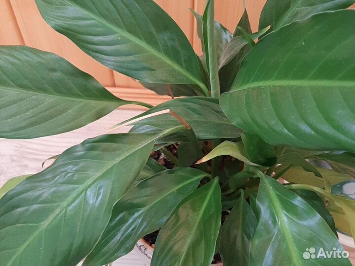 Спатифиллум