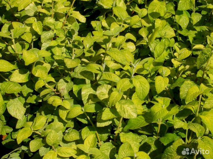 Калина Гордовина (Вариегата)