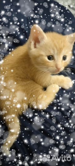 Умничка котик в семью