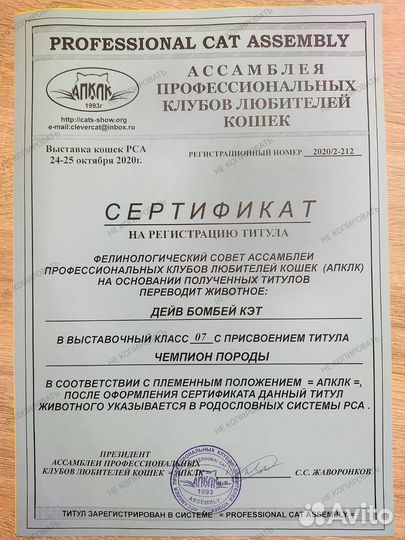 Бомбейский кот