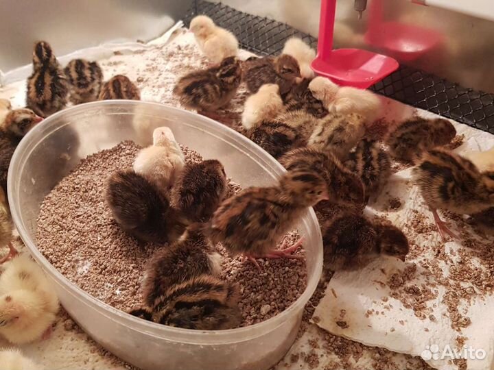 Перепела, столовые и инкубационные яйца