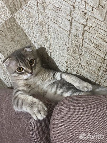 Шотландский вислоухий котёнок бесплатно