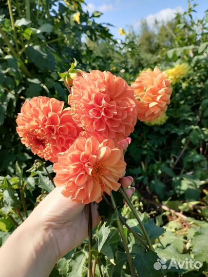 Цветы обмен