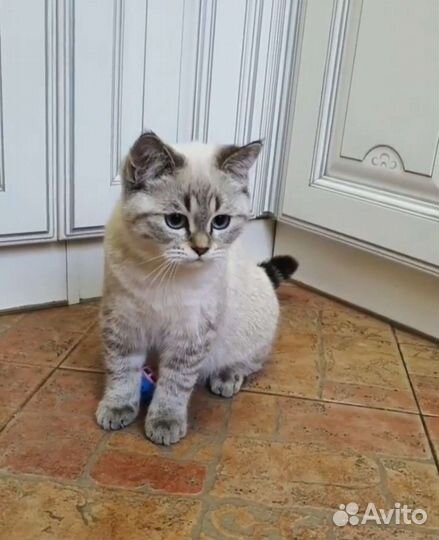 Шотландские котята