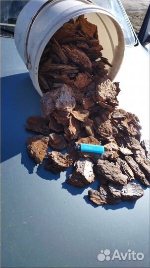 Кора сосновая