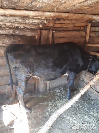 Телка, и быки