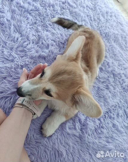 Щенки вельш-корги пемброк