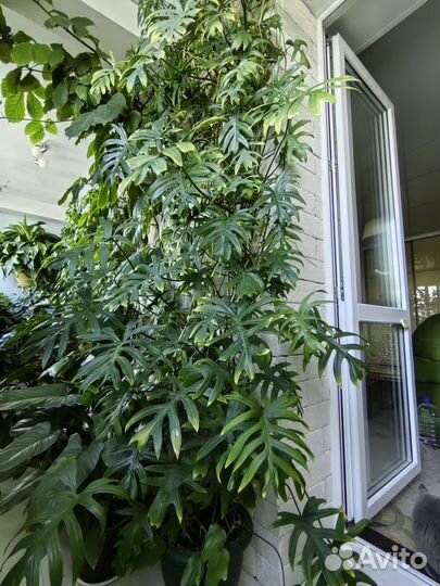 Филодендроны