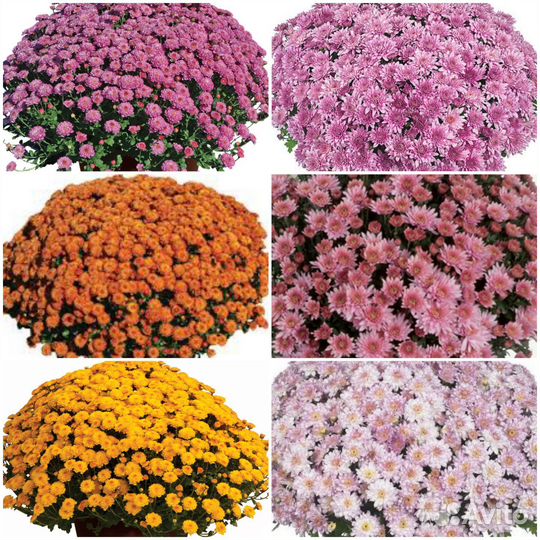 Хризантемы мультифлора