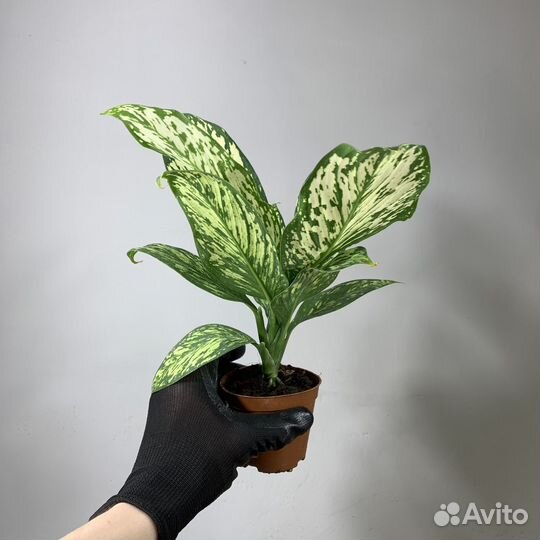 Аглаонема Сноуфлейк